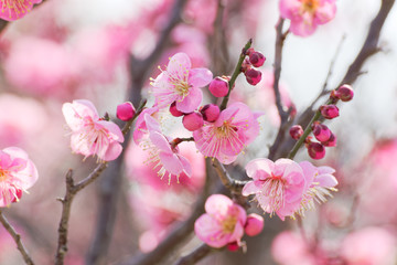 pink plum(ume) blossoms in spring