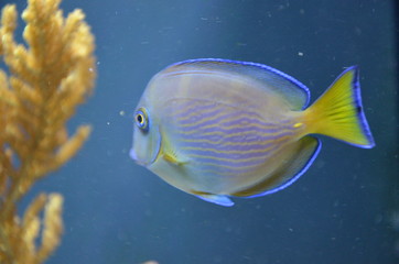 Naklejka premium Tropical fish in aquarium, Berlin