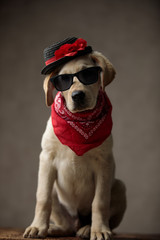 cute labrador retriever wearing hat, sunglasses and bandana