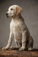 cute labrador retriever sitting on wooden box and looking to side