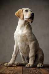 adorable labrator retriever looking up side and sitting on wooden box