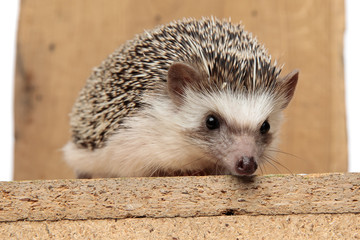 african hedgehog lying down on wooden board with no occupation