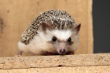 african hedgehog with black fur lying down on a board © Viorel Sima