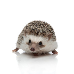 african hedgehog standing and looking at camera with no occupation