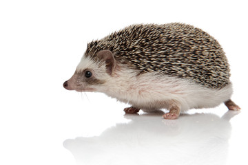 african hedgehog with black fur walking to a side