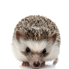 african hedgehog with black fur standing and staring at camera