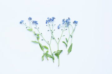 Fototapeta na wymiar Creative flatlay composition of forget me not isolated on white background Space for text