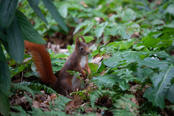 Eichhörnchen