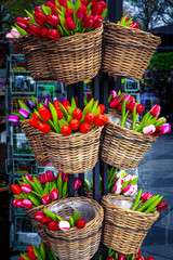 Fototapeta na wymiar Colorful bright wooden tulips and postcards on the stand, Netherlands