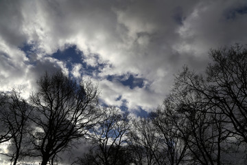 Bäume im Winter gegen den Himmel Fotografiert