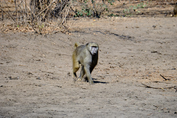 Baboon in Mana Pools National Park, Zimbabwe