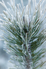 Hoarfrost on a pine branch. Sudden cooling. Weather anomaly. Winter wallpaper.