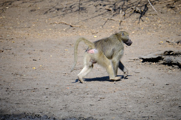 Baboon in Mana Pools National Park, Zimbabwe