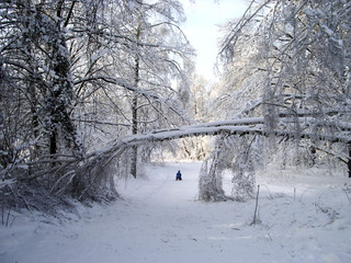In the winter forest, the trees are covered with snow. The branches of the trees bend under the...