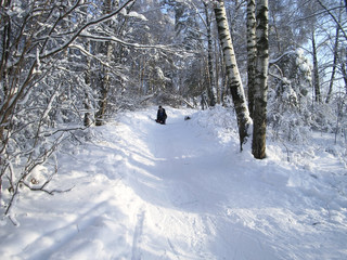 In the winter forest, the trees are covered with snow. The branches of the trees bend under the weight of the snow to the bottom. It is good to roll down the hill in winter.