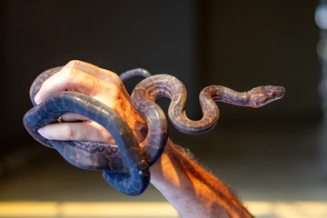 Dark brown snake wrapped in hand