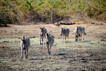 Zebra in Mana Pools National Park, Zimbabwe