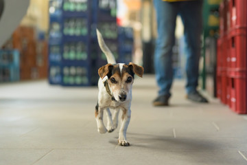 Cute small dog in shopping market - cute little Jack Russell terrier, 13 years old is running through the mall