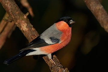 Eurasian bullfinch (Pyrrhula pyrrhula)