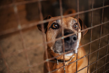 red mixed breed dog portrait in animal shelter cage