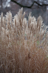 Fototapeta premium Ziergras