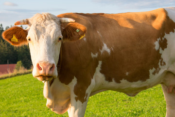 Kuh auf der Weide - Portrait