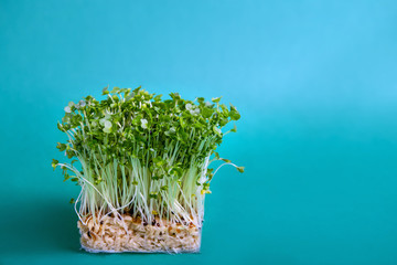Young Fresh Green Sprouts of Water Cress on blue Turquoise Background. Gardening Healthy Plant Based, vegan, vegetarian Diet Food. Garnish Microgreens. Minimalist Style. Copy space.