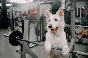 white shepherd dog ready to train in a gym