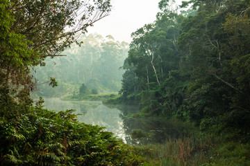 Pristine untouched primary forest of Andasibe - Mantandia National Parc, Madagascar - obrazy, fototapety, plakaty