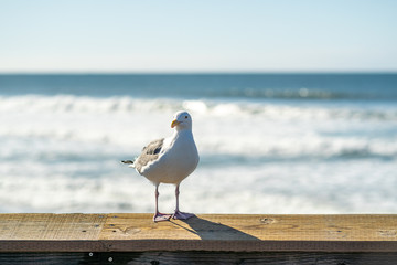 seagull on the beach