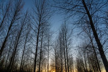 Winter sunset through bare trees in a forest  