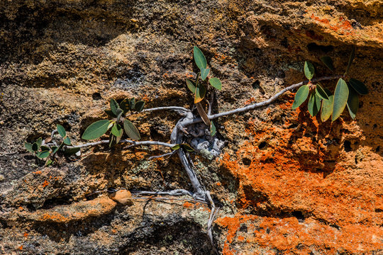 Plant growing out of rock / Isalo National  parc madagascar