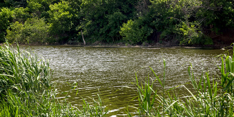 Obraz premium summer landscape, a river overgrown with yellow water lilies and reeds on the shore on a sunny day