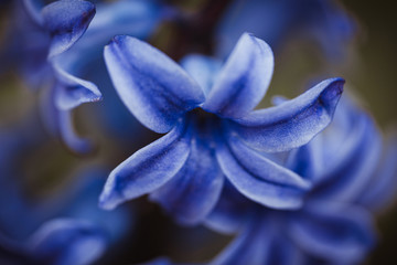 Blue hyacinth closeup, bright beautiful flower for cards, wallpapers.