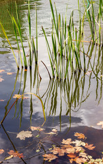 autumn pond with reeds and yellow maple leaves on the surface of the water, the sky with clouds is reflected in the water