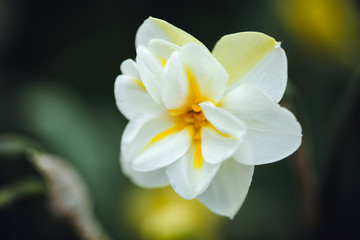 Fototapeta na wymiar beautiful wallpaper with white daffodil, blurred background.