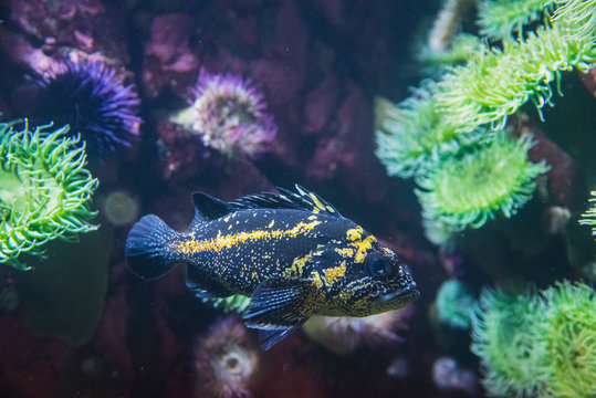 A picture of a china rockfish in the aquarium.  Vancouver Aquarium  BC Canada