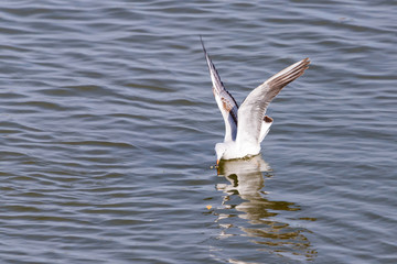 Gull. It's not a sea gull. She lives on the Volga river and probably never saw the sea.