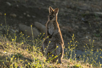 Hobart, Tasmania, Australia- March 2019: Bannatts Wallaby (Macropus fufogriseus) grazing in the australian bush.  © Lukas