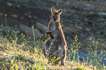 Hobart, Tasmania, Australia- March 2019: Bannatts Wallaby (Macropus fufogriseus) grazing in the australian bush.  © Lukas