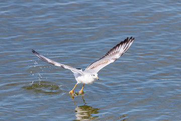 Gull. It's not a sea gull. She lives on the Volga river and probably never saw the sea.