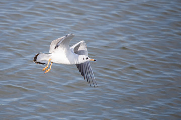 Gull. It's not a sea gull. She lives on the Volga river and probably never saw the sea.