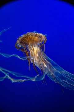 A picture of Japanese sea nettle floating in the aquarium.   Vancouver Aquarium  BC Canada