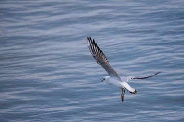 Gull. It's not a sea gull. She lives on the Volga river and probably never saw the sea.