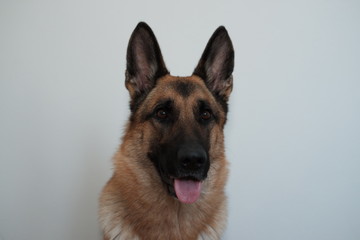  beautiful German shepherd portrait on a light background