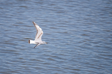 Fototapeta na wymiar Gull. It's not a sea gull. She lives on the Volga river and probably never saw the sea.