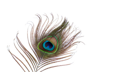 Fototapeta premium Beautiful peacock feather on a white background, feather of a tropical bird, background