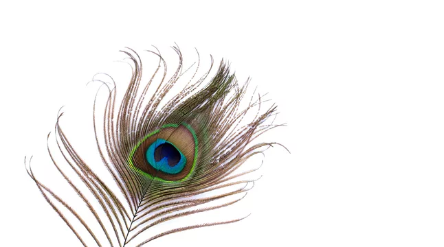Beautiful peacock feather on a white background, feather of a tropical  bird, background Stock Photo | Adobe Stock