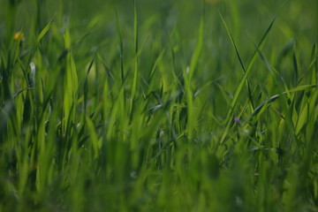 green grass glow under the sun.