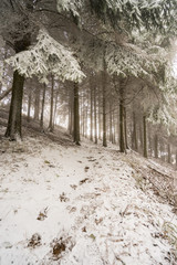 First snow of the year in carpegna